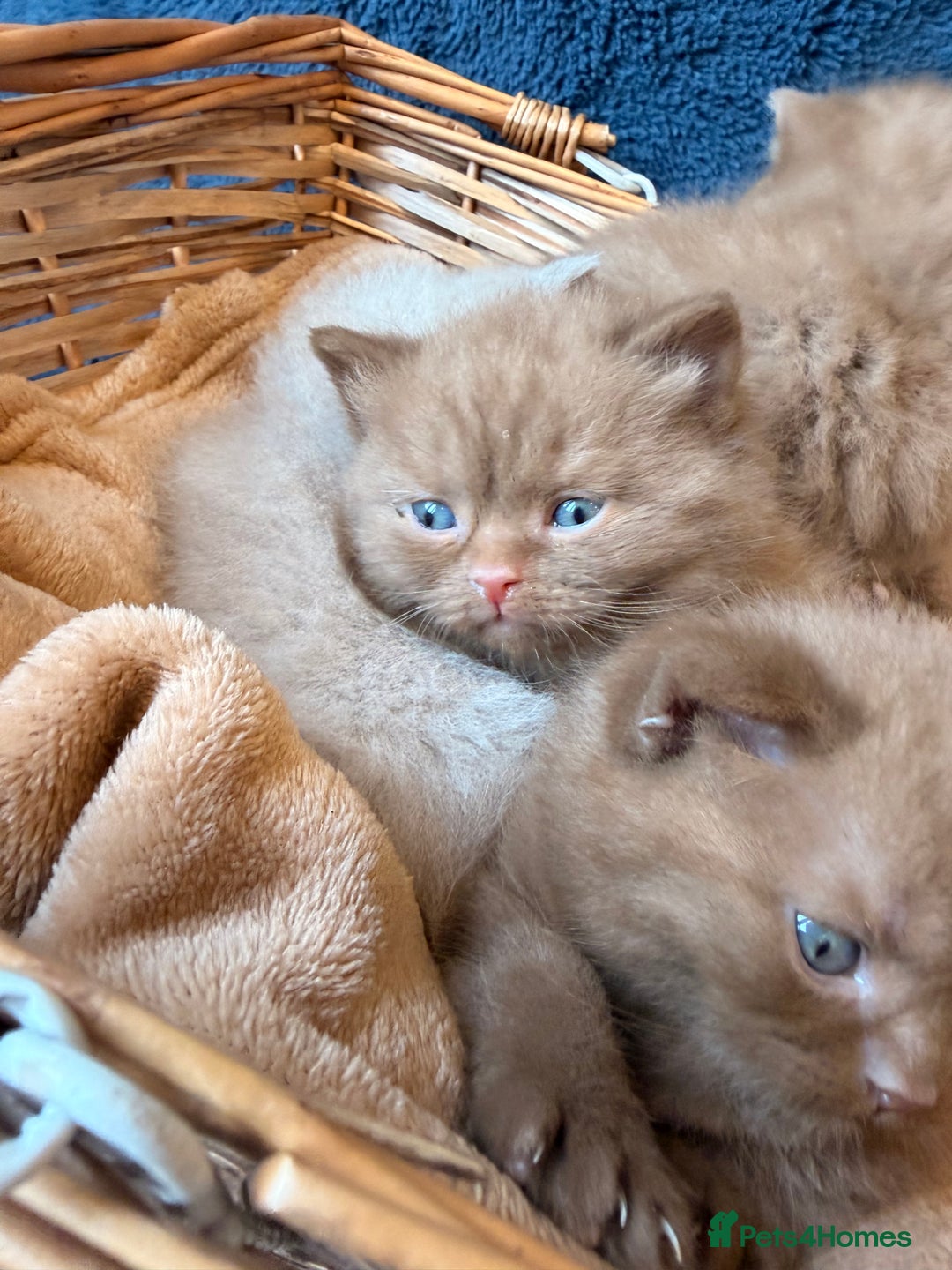 British Shorthair cats for sale: Cinnamon British shorthair kittens - Advert 17