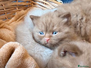 British Shorthair cats Cinnamon British shorthair kittens - Advert 6