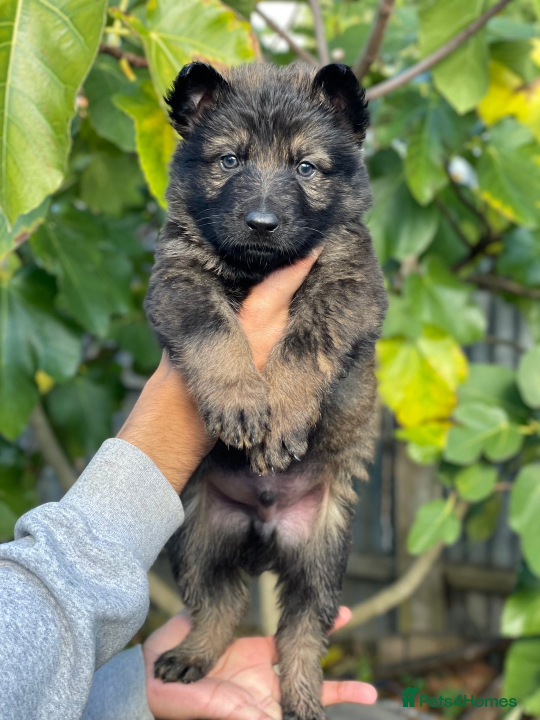 German Shepherd dogs for sale: Quality Kc Reg German shepherds - Image 9