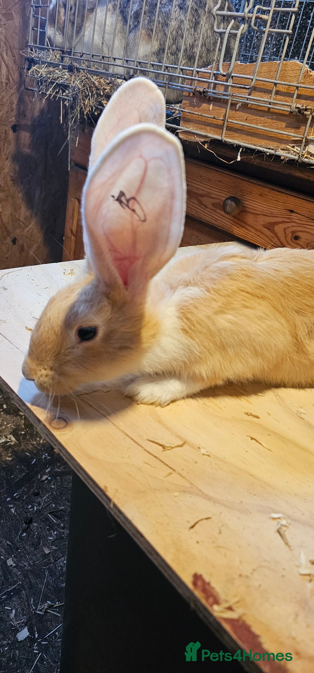Continental Giant rabbits for sale: Continental Giants Merle - Image 6