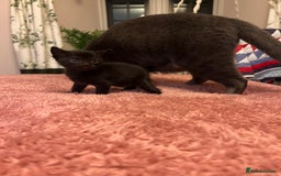 Domestic Shorthair cats for sale: Russian blue mix - Advert 8