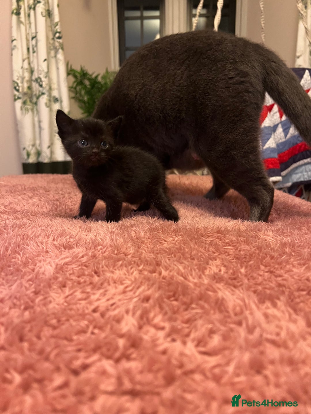 Domestic Shorthair cats for sale: Russian blue mix - Advert 8