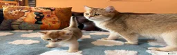 British Shorthair cats for sale: Lovely golden BSH & BLH kittens - Advert 6