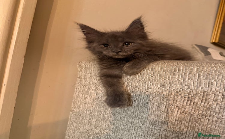 Maine Coon cats - Advert 13