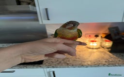 Conures birds for sale: Green cheek cross pineapple Conure  - Image 6