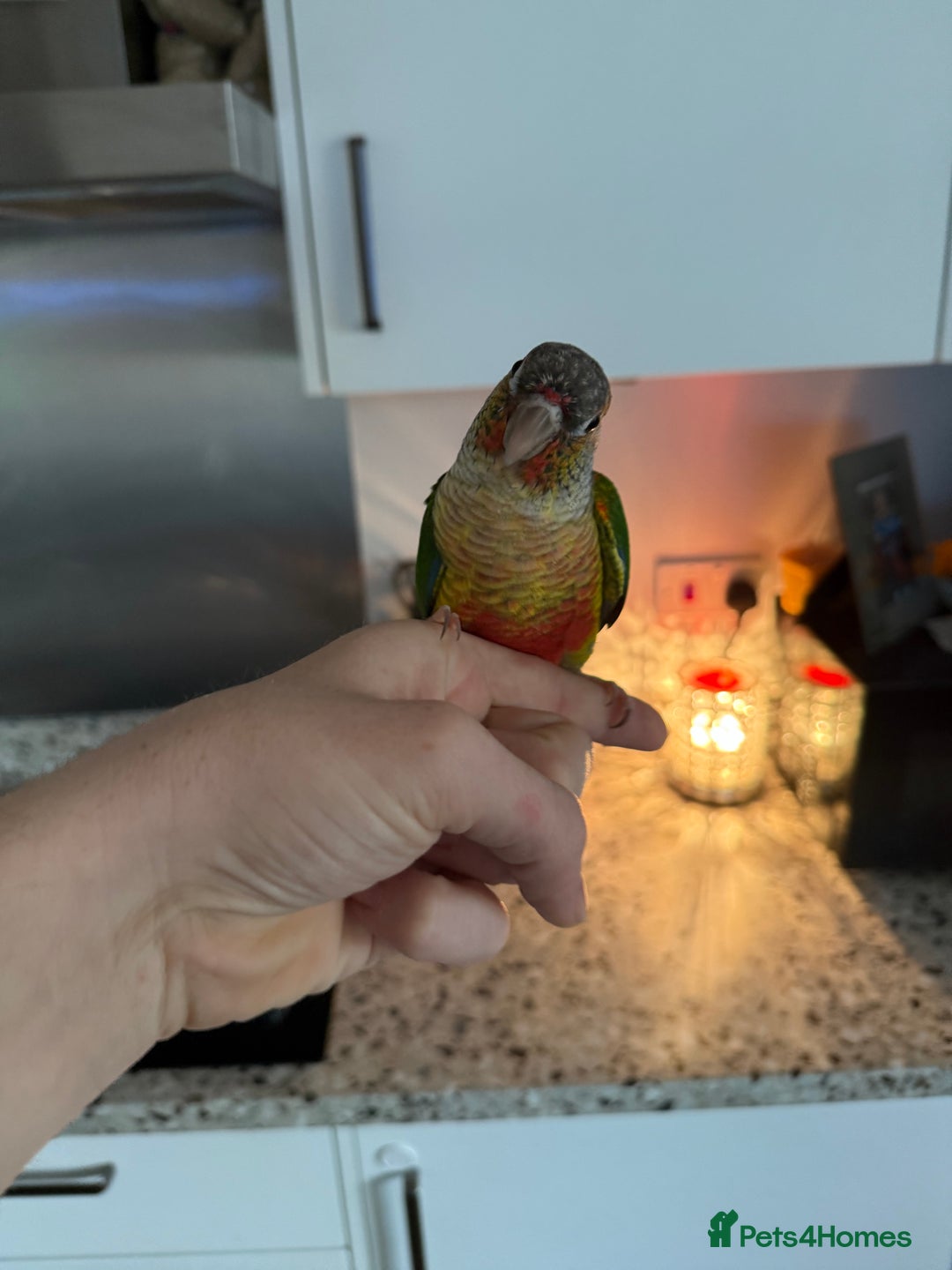 Conures birds for sale: Green cheek cross pineapple Conure  - Image 6