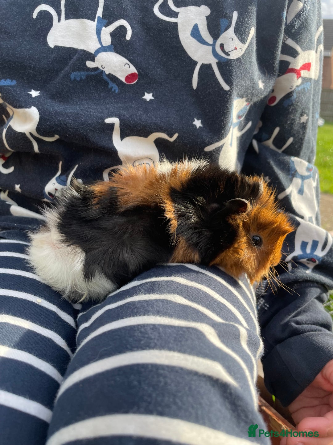 Guinea Pig rodents for sale: Ready to leave - Image 5