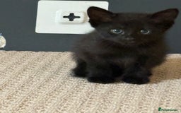 Maine Coon cats for sale: 3 kittens  - Image 5