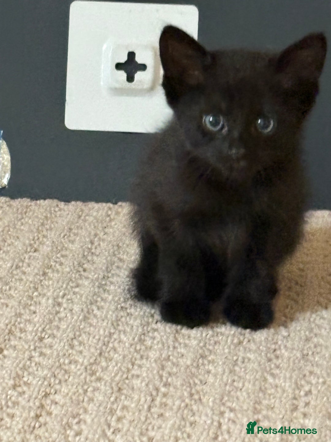 Maine Coon cats for sale: 3 kittens  - Image 5