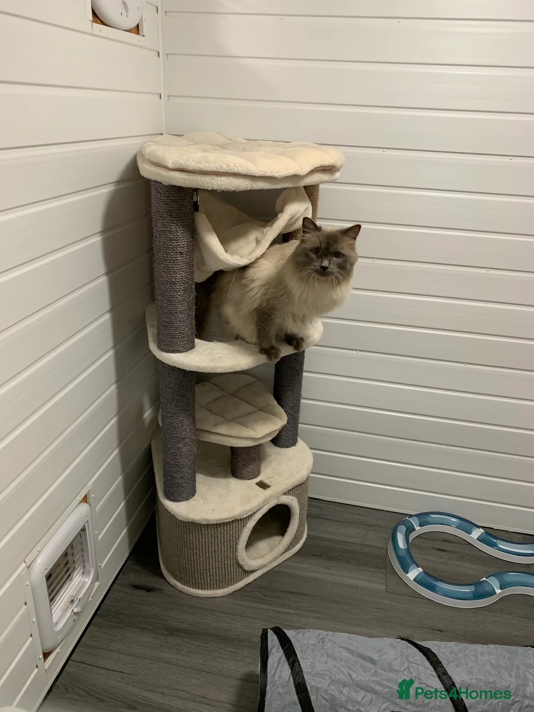 Ragdoll cats for stud: TICA/GCCF Active The famous ROMEO Blue Point STUD! in Tipton - Advert 7