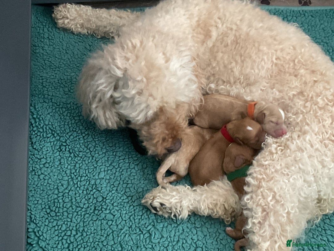 Cavapoo dogs for sale: Our last beautiful F1 Cavapoo is available! - Image 11