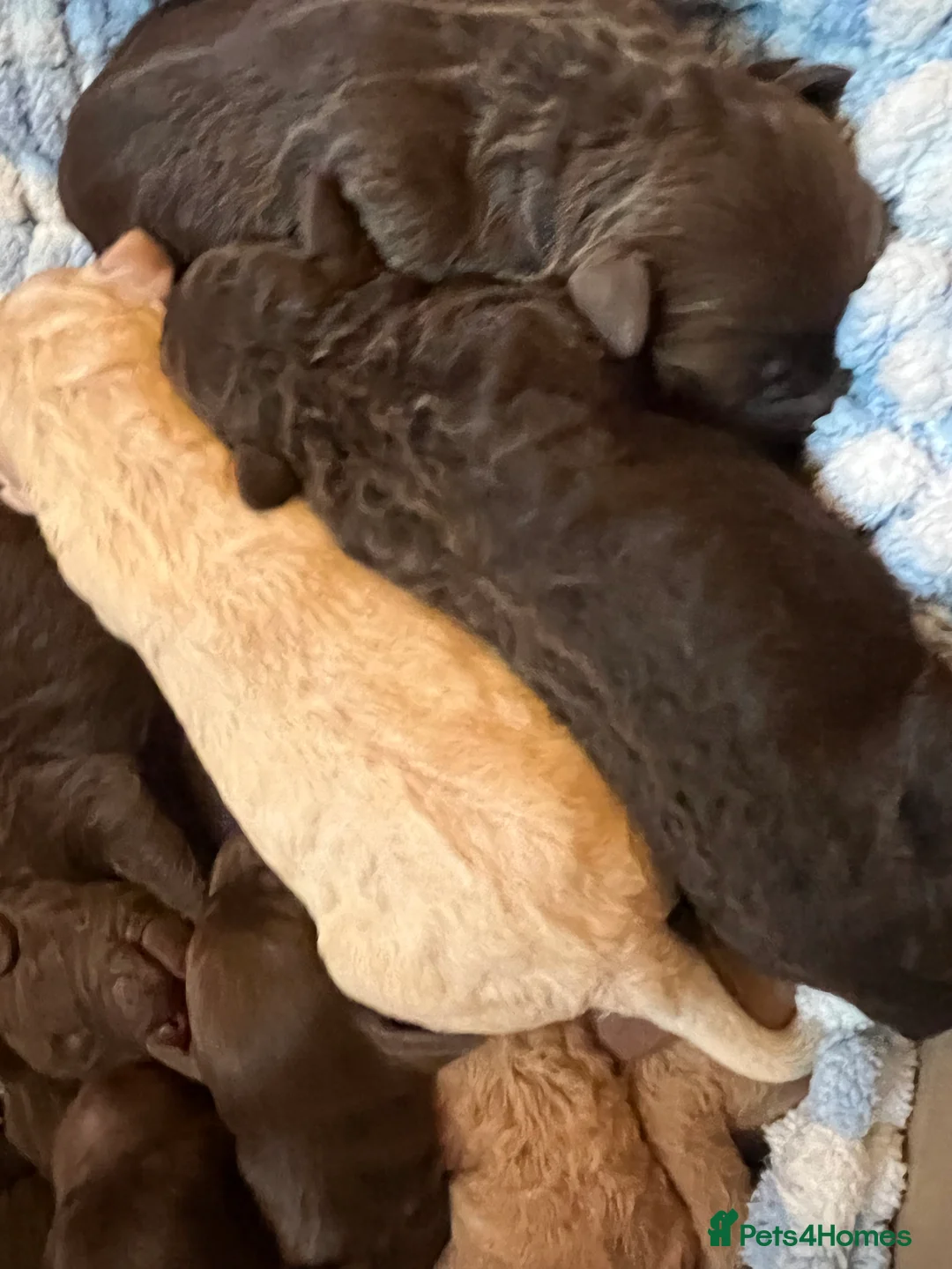 Labradoodle dogs for stud: Chocolate Standard Labradoodle Multigenerational  in Matlock - Advert 19