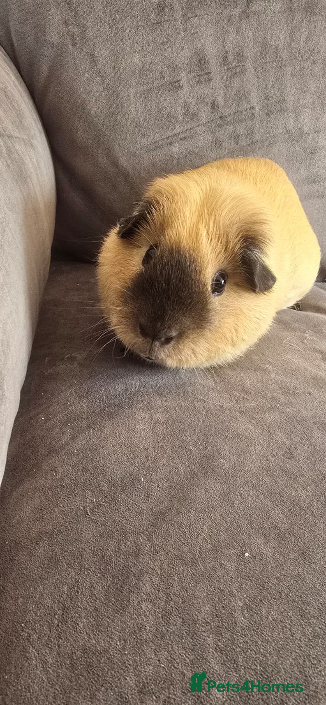 Guinea Pig rodents for sale: GIRLS AND BOYS (SINGLES AND BONDED  - Image 6