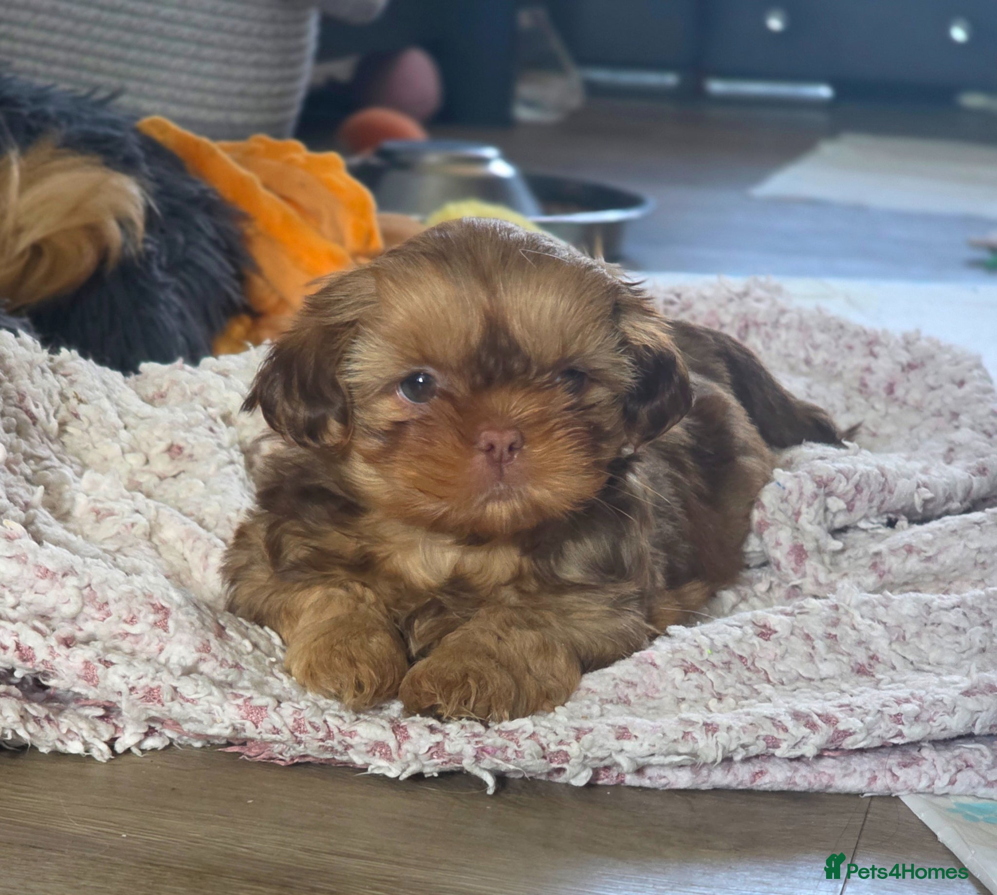 Shih Tzu dogs KC Registered Imperial Shih Tzus - Advert 9