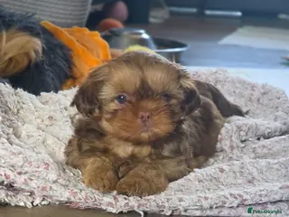 Shih Tzu dogs KC Registered Imperial Shih Tzus - Advert 1