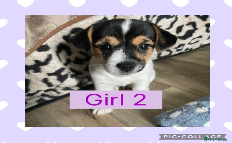 Mixed Breed dogs - Advert 4