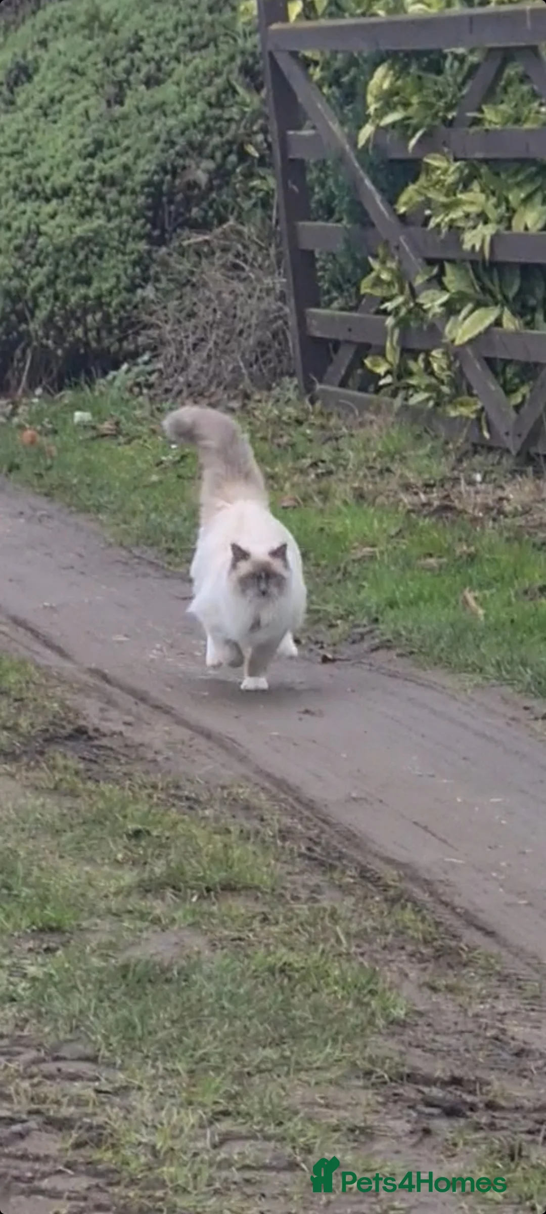 Ragdoll cats for stud: Beautiful ragdoll available for stud duties in Poulton-le-Fylde - Advert 11