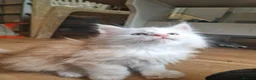 Maine Coon cats for sale: Gorgeous mainecoon kittens  in Hailsham - Advert 27