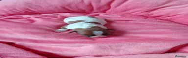 Jack Russell 1