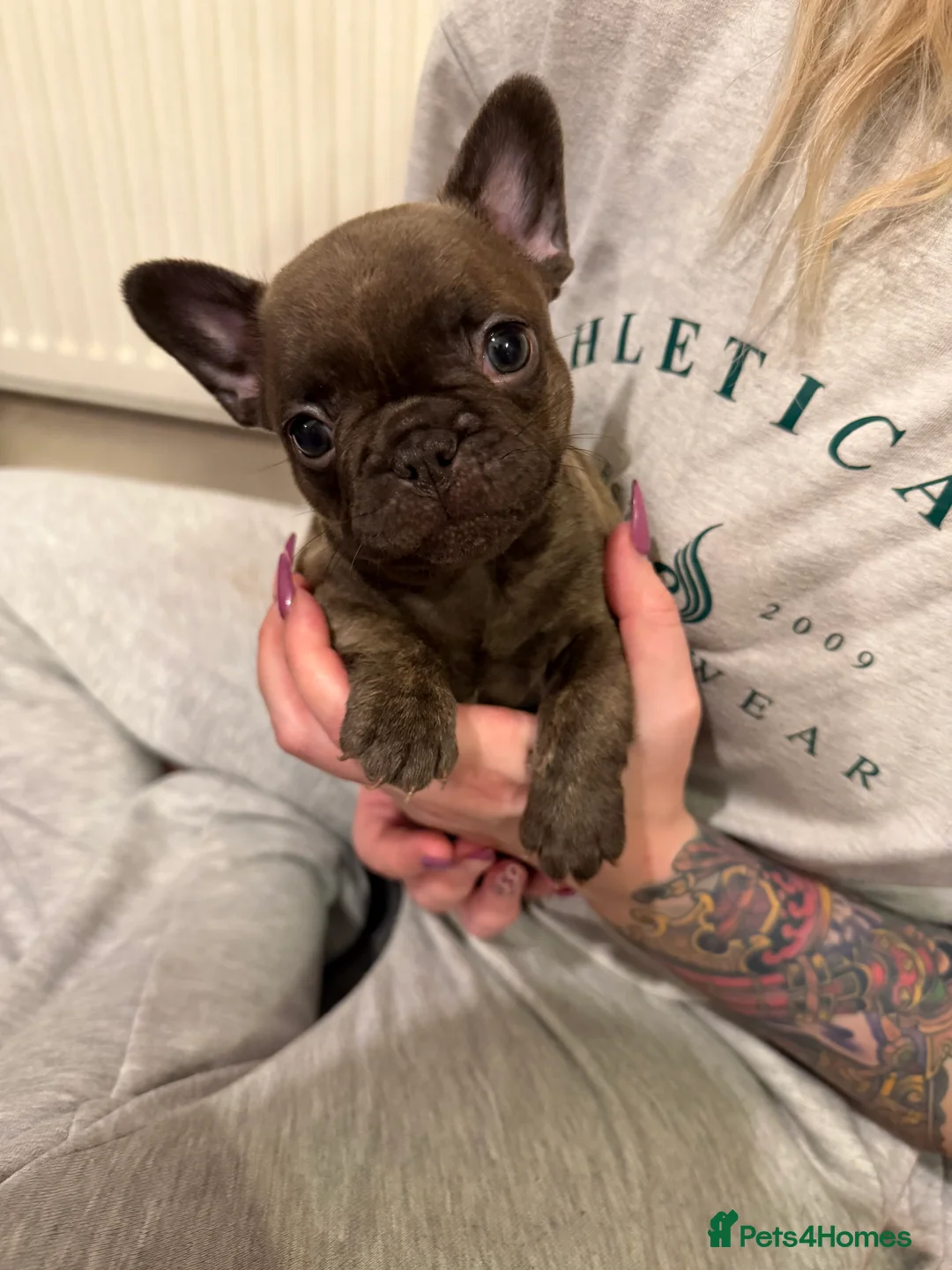 French Bulldog dogs for sale: Multiple colour litters coming in spring 🐶  - Advert 25
