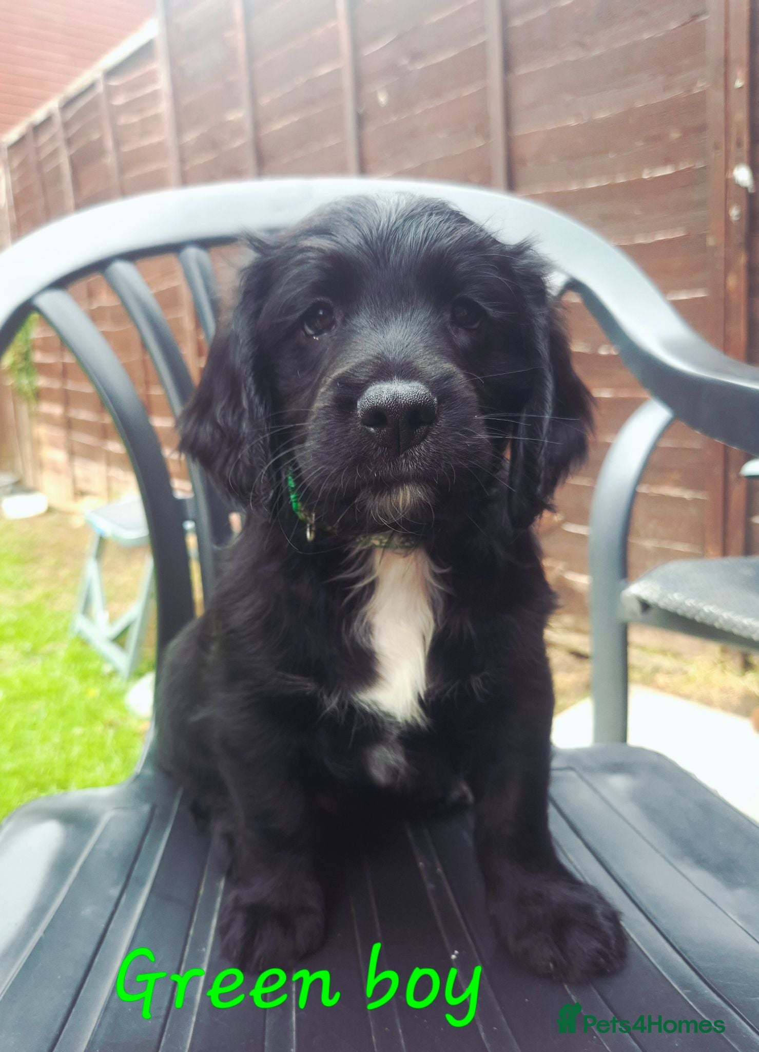 Sprocker dogs Sprocker Puppies READY NOW ✨️ - Advert 1