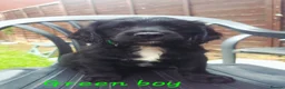 Sprocker dogs for sale: Sprocker Puppies READY NOW ✨️ - Advert 7
