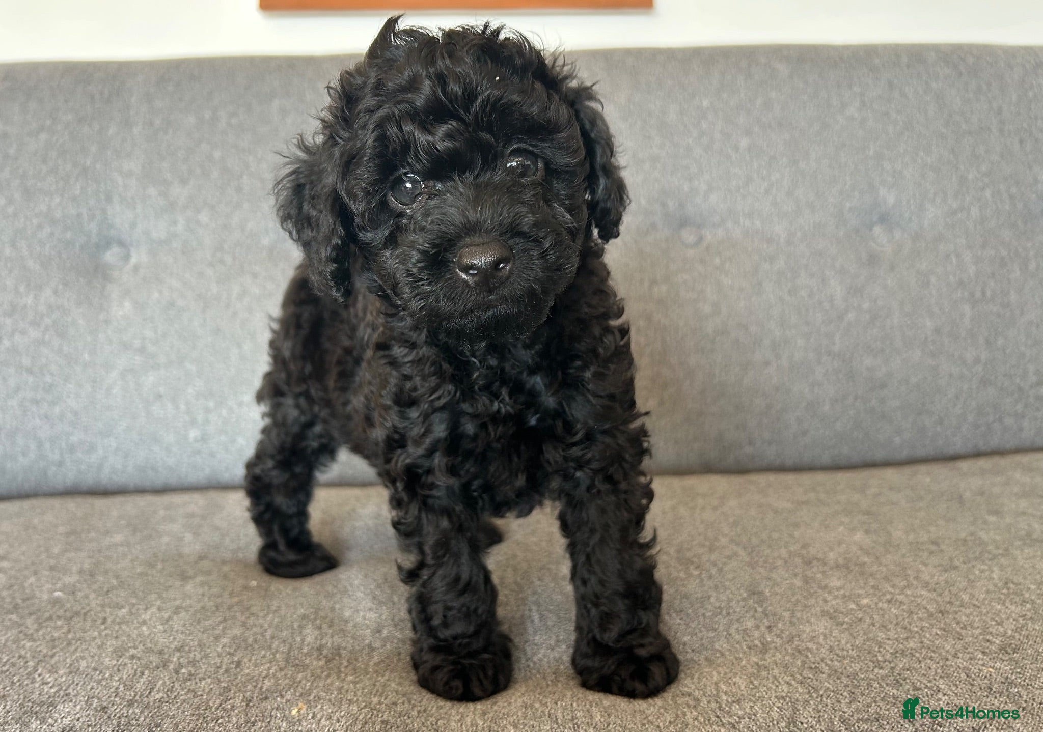 Miniature Poodle dogs Small Miniature Poodle Boys - Advert 3