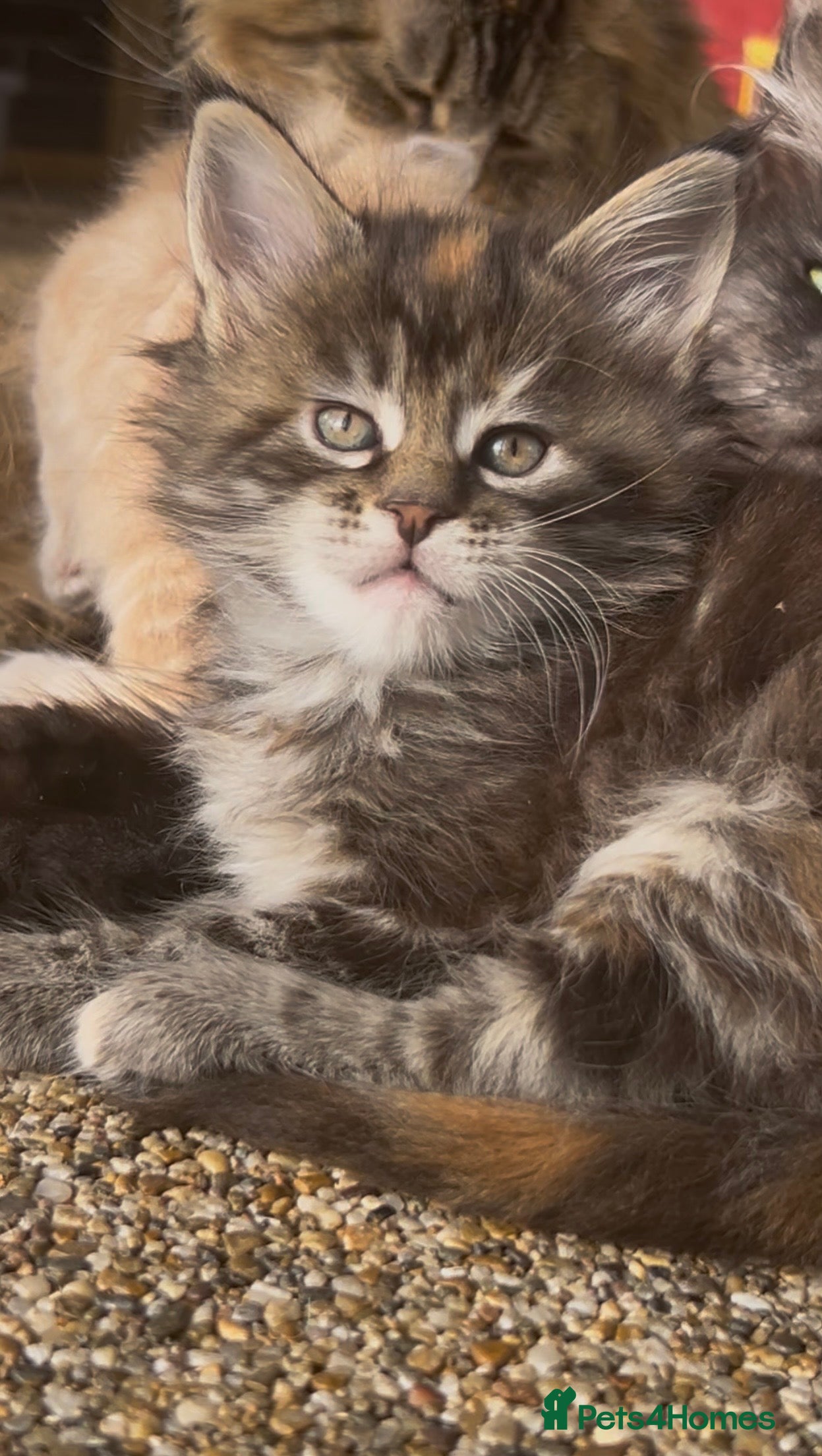 Maine Coon cats First kittens of GCCF Maine coon Champ for sale  - Advert 2