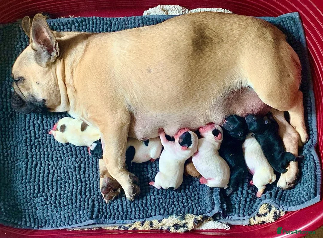 French Bulldog dogs for stud: Hector Starfex in Leigh - Advert 11