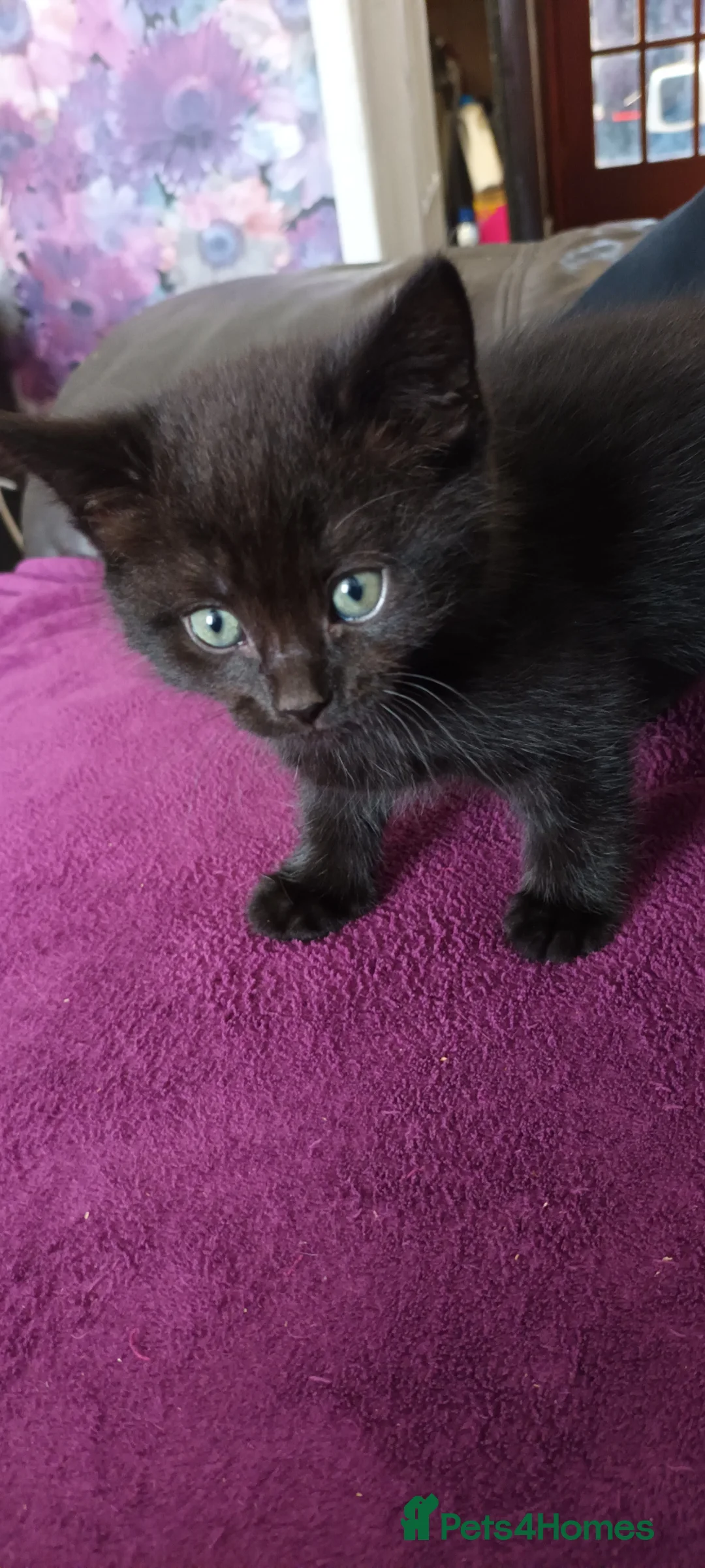 British Shorthair cats for sale: British short hair/black ghost tabby - Advert 2