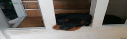 Rottweiler dogs for sale: Rottweiler male - Advert 6