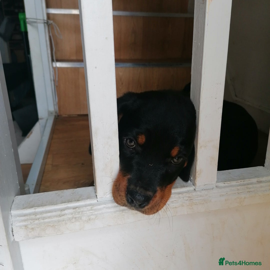 Rottweiler dogs for sale: Rottweiler male - Advert 6