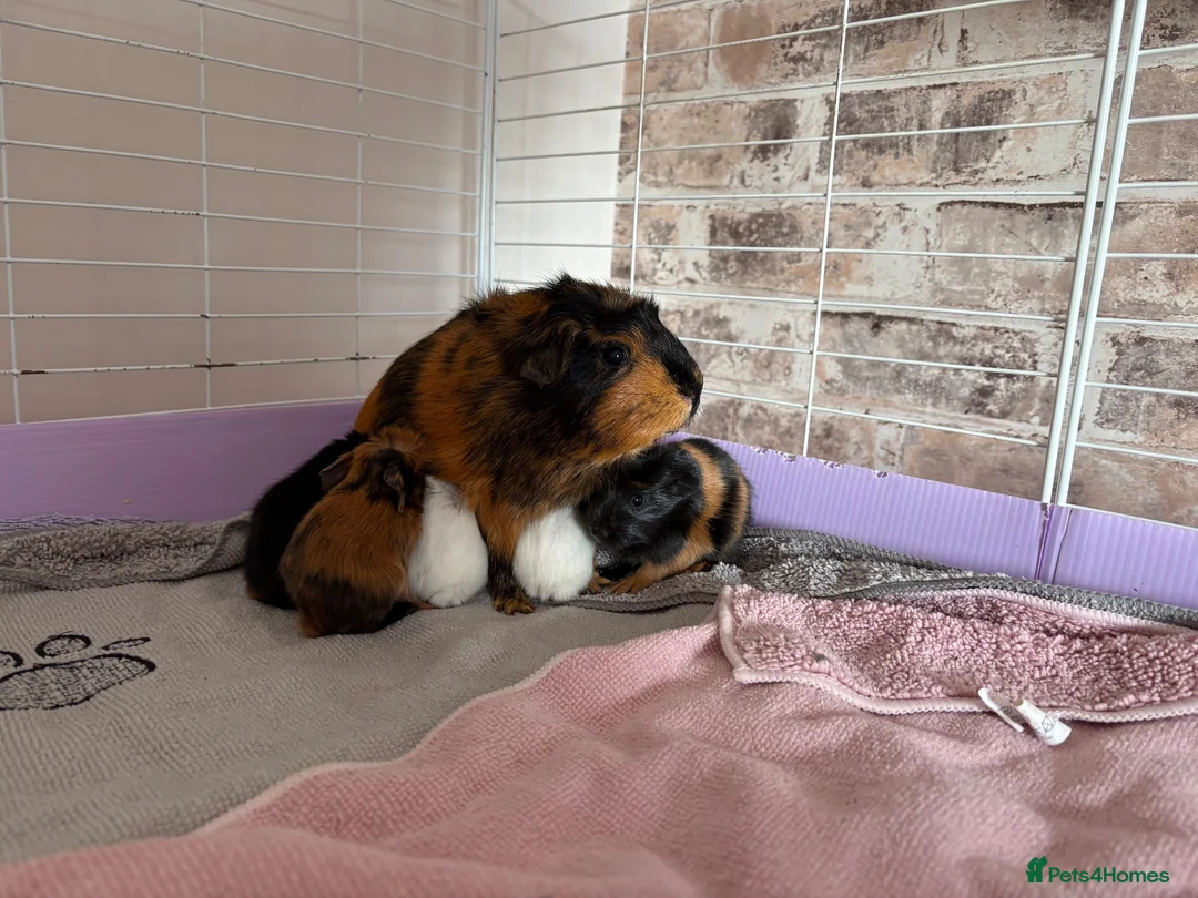 Guinea Pig rodents for sale: Baby guinea pigs for sale  - Advert 1