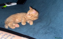 American Shorthair cats for sale: 4 stunning bsh x American short kittens avail - Image 9