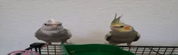 Cockatiels birds for sale: Cockatiel in Cardiff - Advert 1