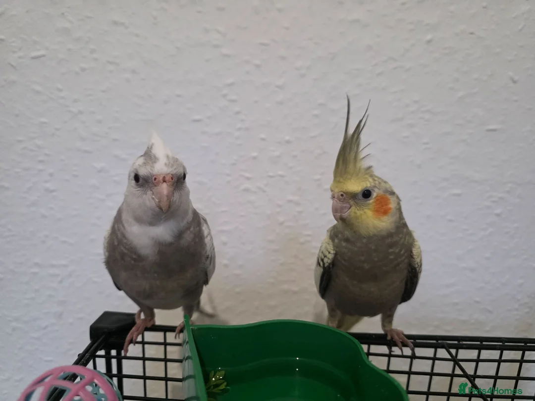 Cockatiels birds for sale: Cockatiel in Cardiff - Advert 1