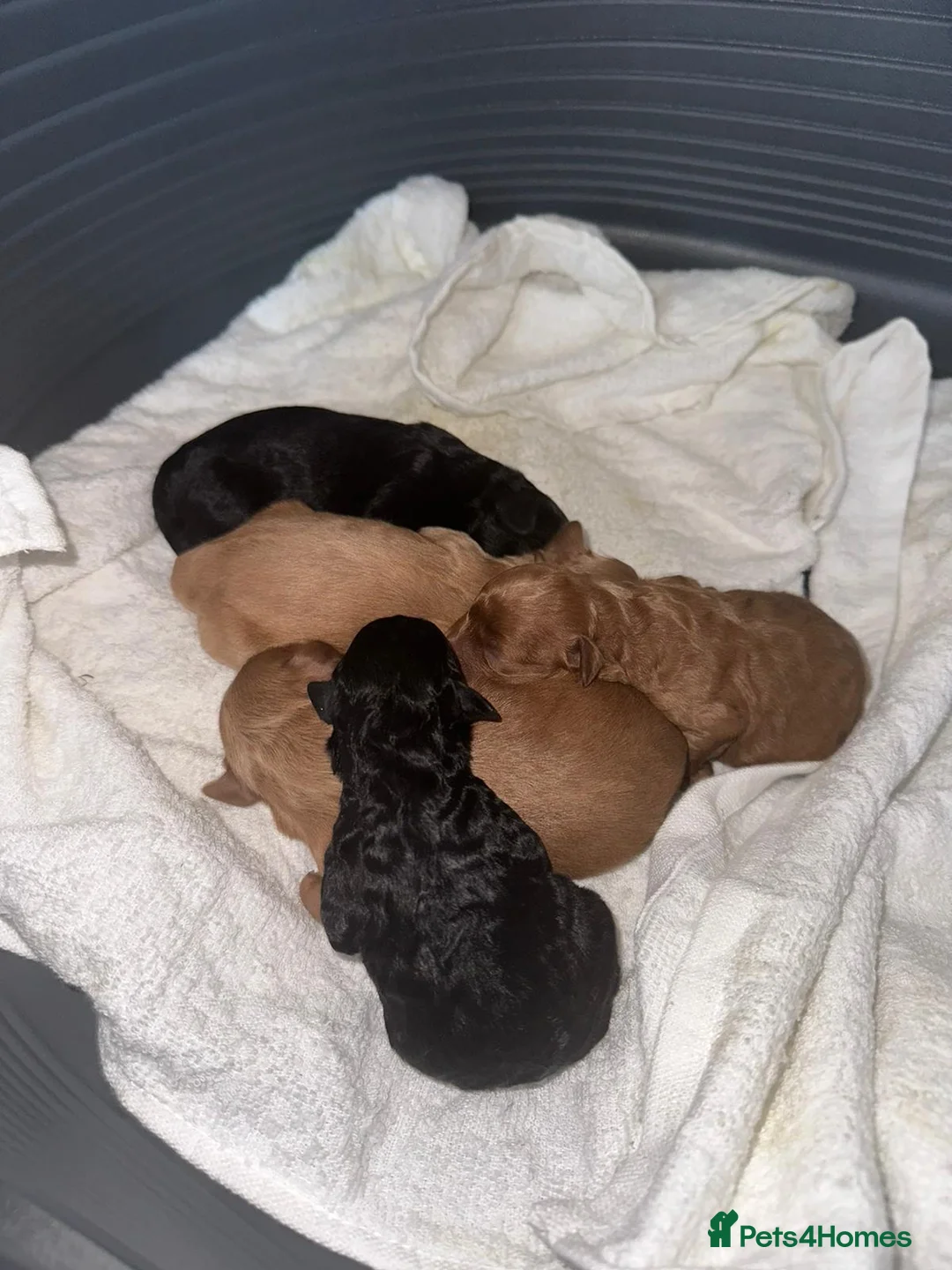 Toy Poodle dogs for stud: *STUD* Gorgeous KC Registered Toy Poodle in Manchester - Advert 29