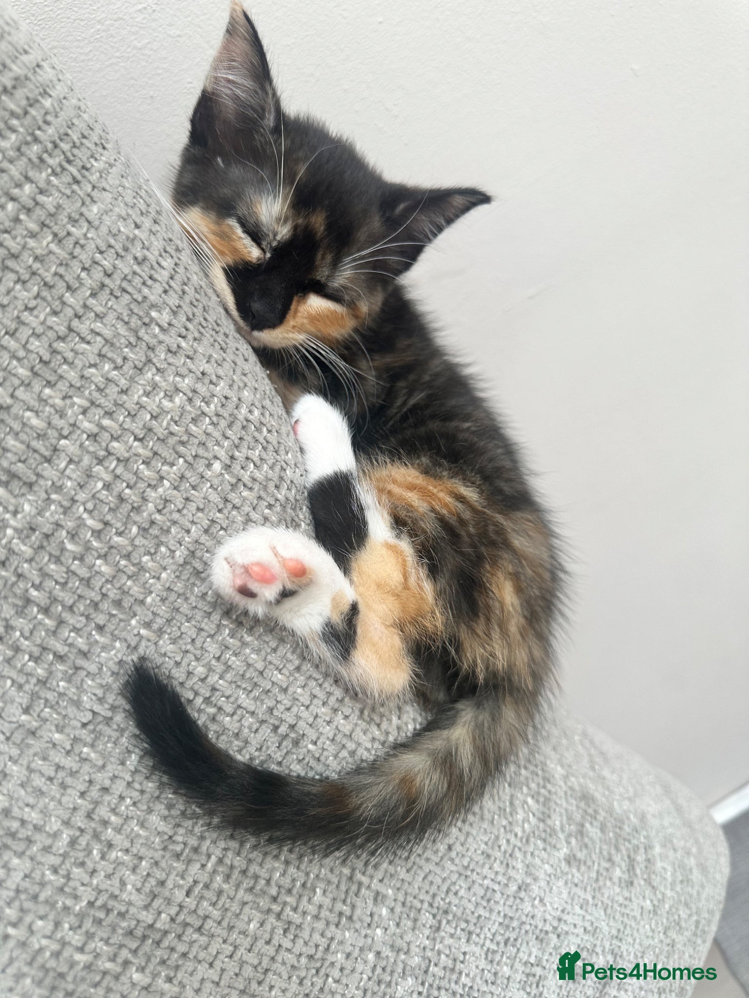 Mixed Breed cats for sale: Beautiful calico girl - Advert 6