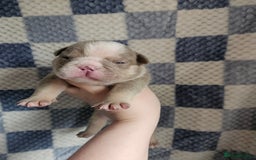 English Bulldog dogs for sale: Kc british bulldog pups💙❤️ - Image 16