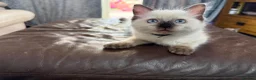 Ragdoll cats for sale: Stunning male ragdoll - Advert 5