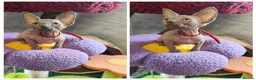 Sphynx cats for sale: Canadian Sphynx Tica registered,Blue eyes. - Advert 34