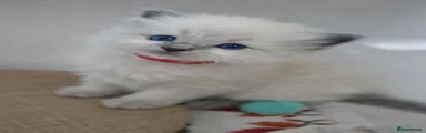Ragdoll Kitten 2