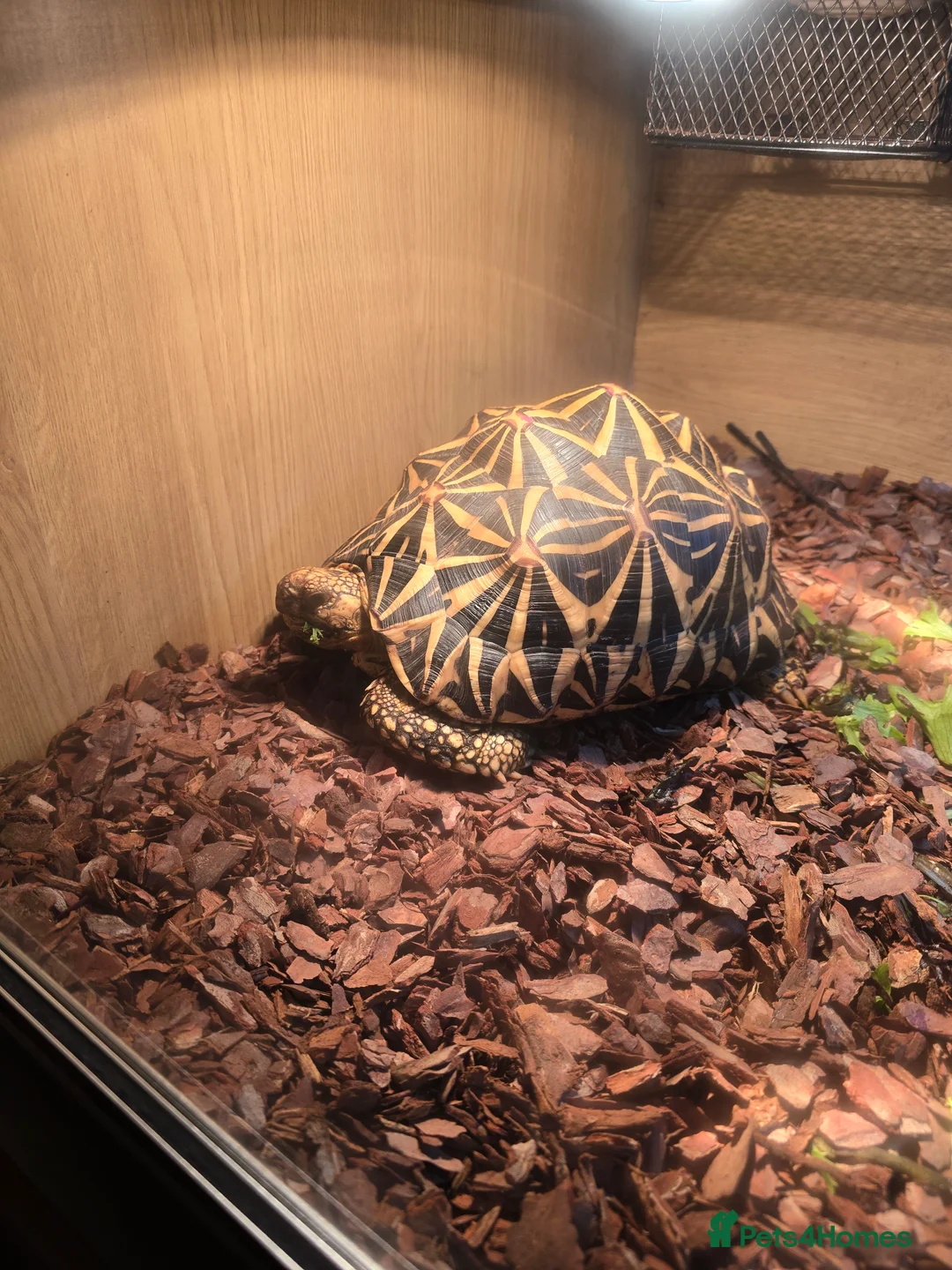 Tortoise reptiles for sale: Indian Star Tortoise - Advert 2