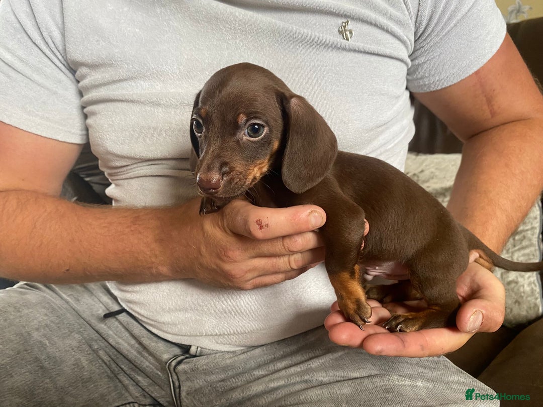 Miniature Dachshund dogs for sale: miniature dachshund  - Image 10