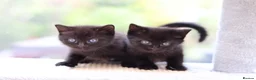 Domestic Shorthair cats for sale: Beautiful Kittens - Advert 21