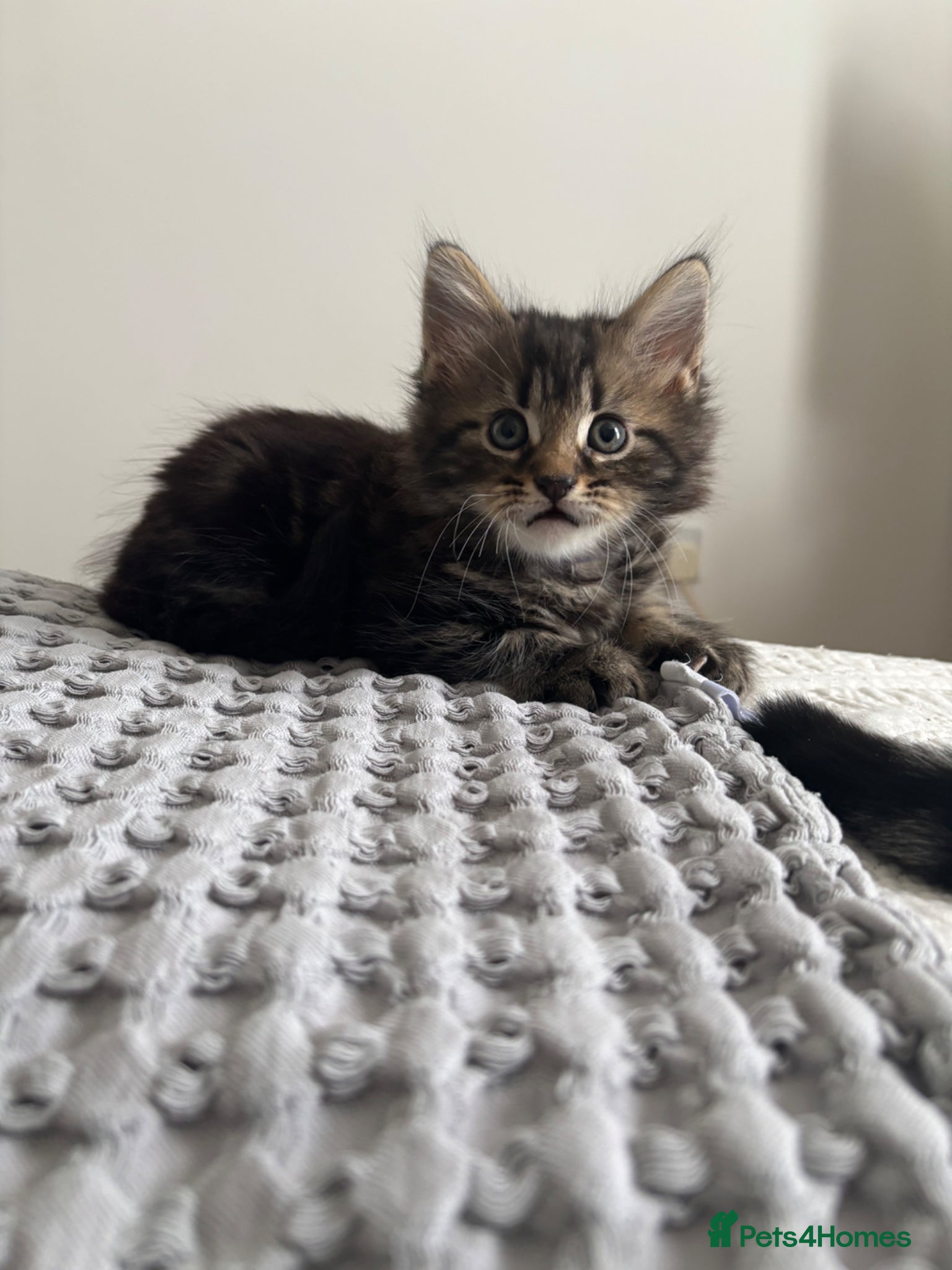American Shorthair cats 🌟Kittens Ready for 4ever Home🌟 - Advert 4