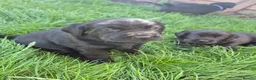 Labrador Retriever dogs for sale: Litter of 6 in Burton-on-Trent - Advert 8