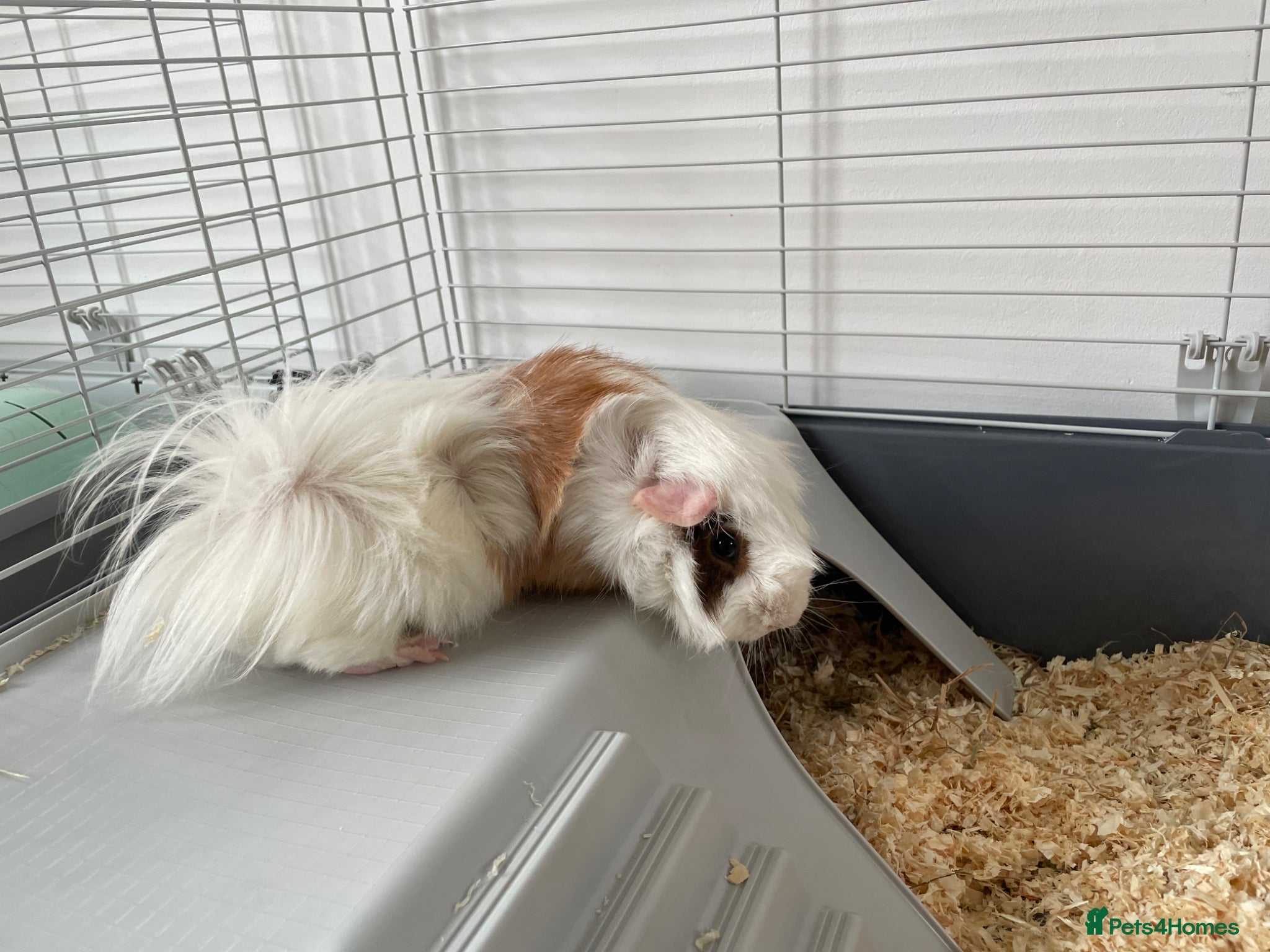 Guinea Pig rodents Single boar  - Advert 1