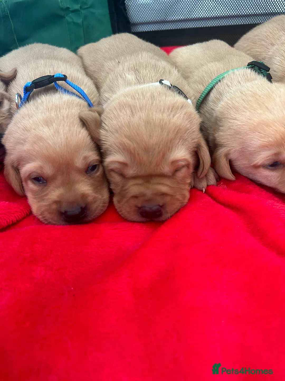 Labrador Retriever dogs for sale: Fox red Labrador puppies - Advert 2