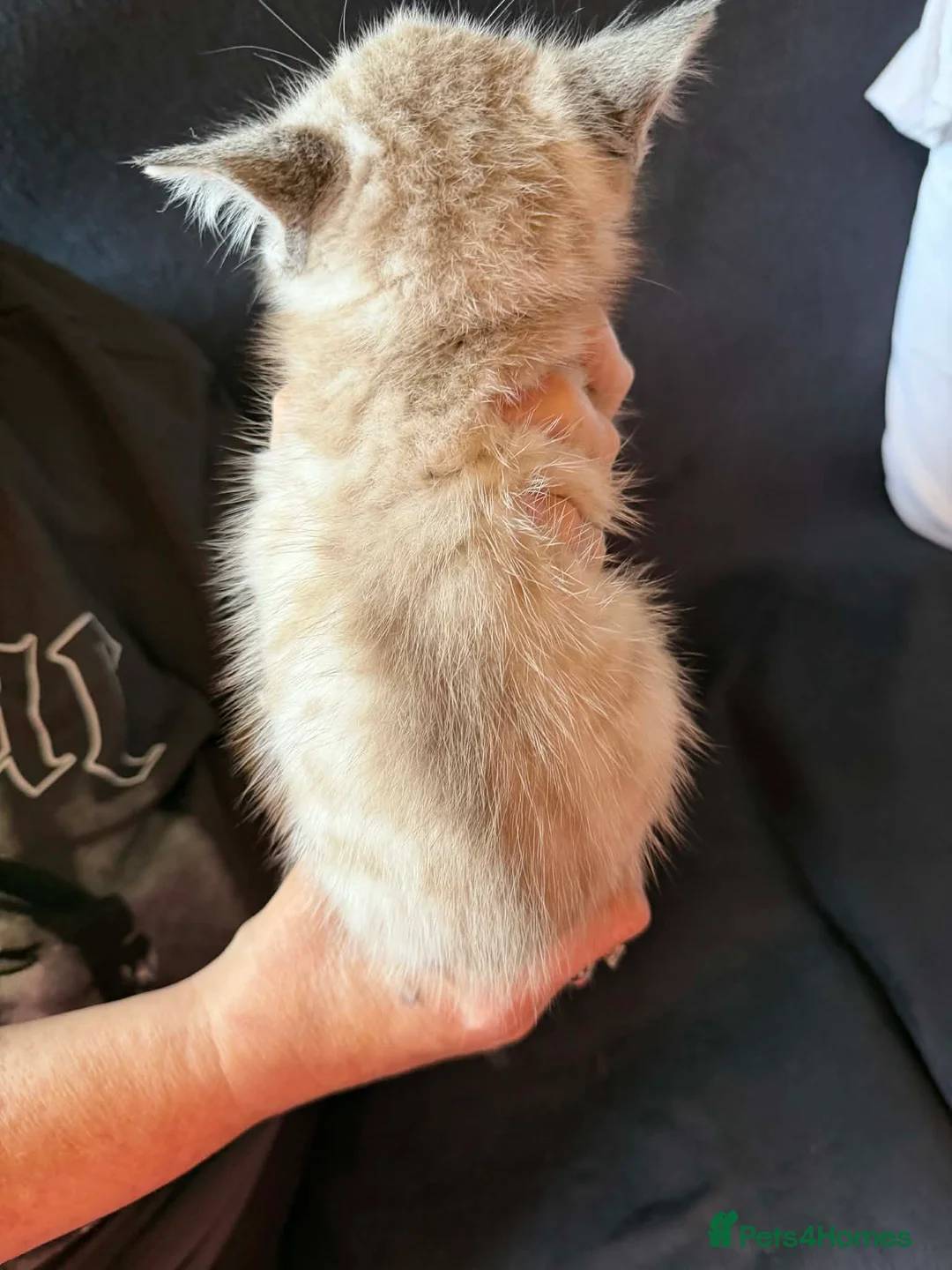 British Shorthair cats for sale: Colour point british shorthair  in Ramsgate - Advert 3